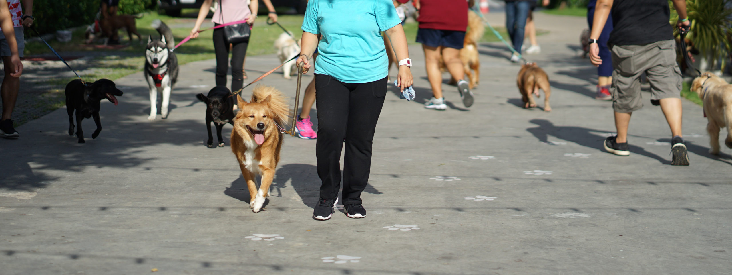 Brown color mixed breed dog walking happily beside his owner amo