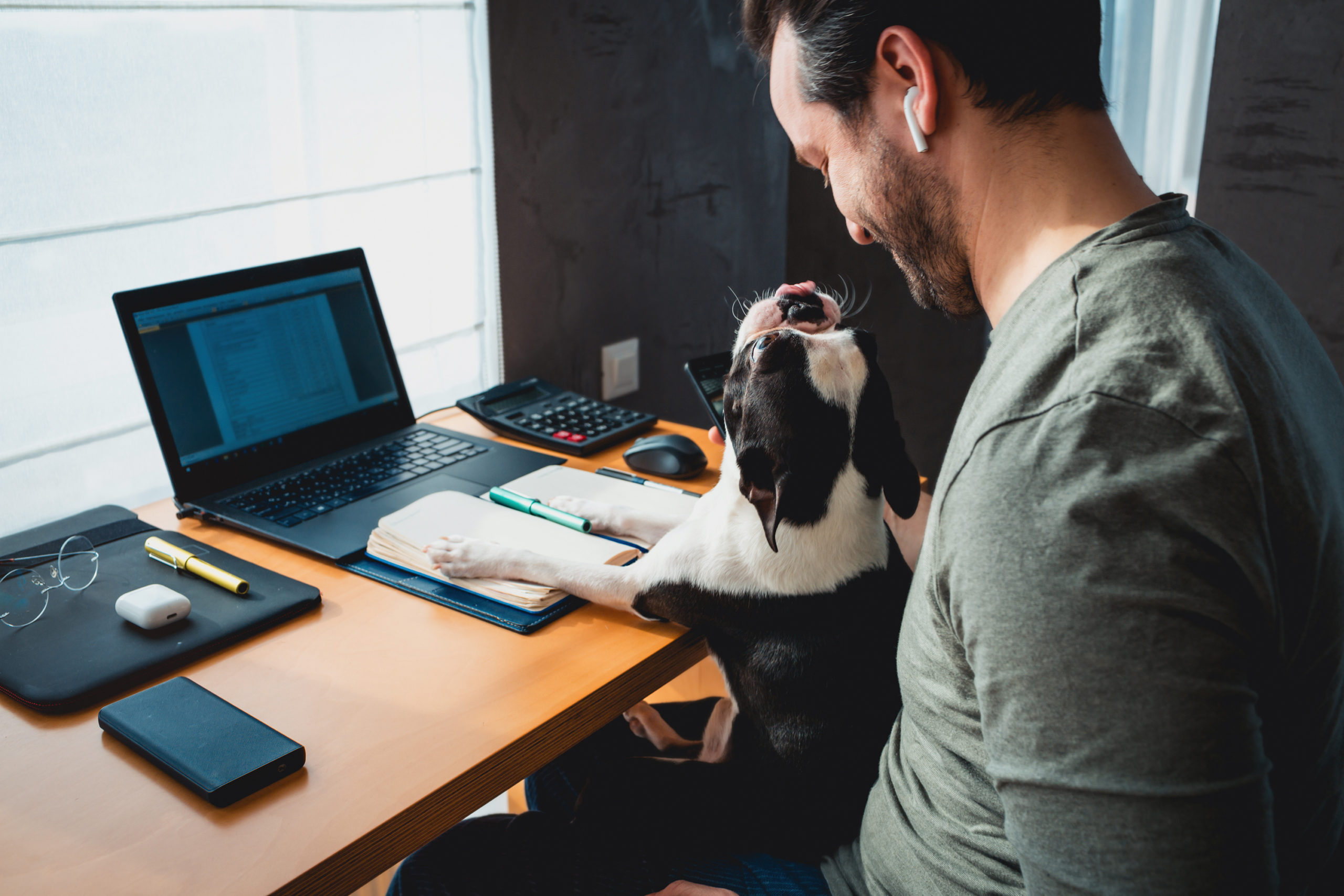 Man working at home or office and holding his liitle boston terr