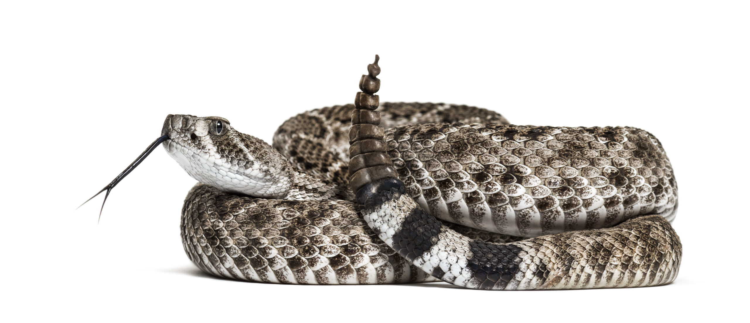 Crotalus atrox, western diamondback rattlesnake or Texas diamond-back, venomous snake against white background