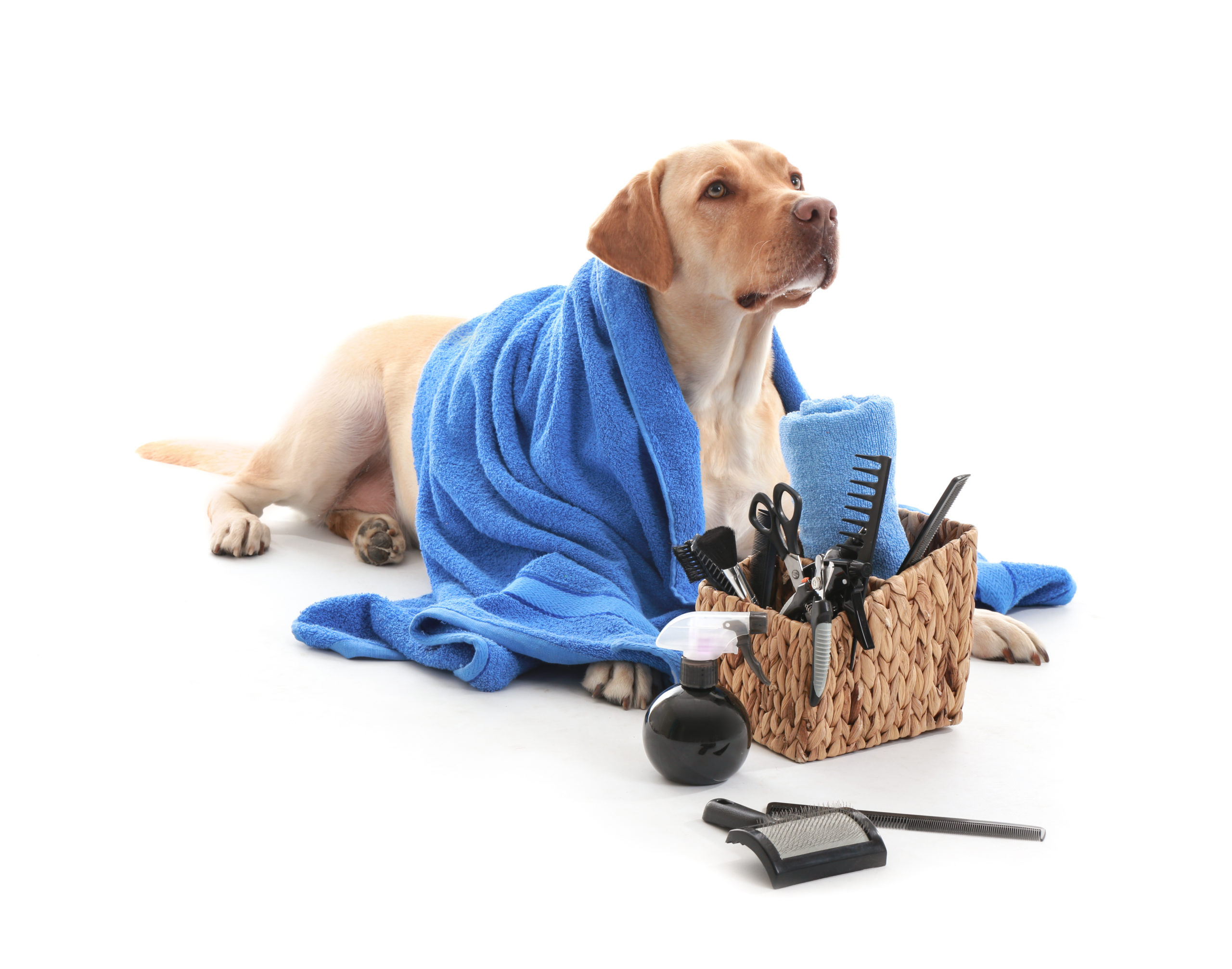 Cute Labrador Retriever dog and set for grooming on white backgr